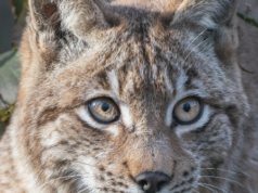 Wisconsin Bobcat gambo e affondi al cacciatore di 19 anni