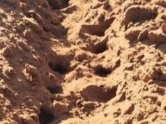 Guarda il video: i problemi legati alla peste dei topi horror mentre la crisi occidentale si intensifica