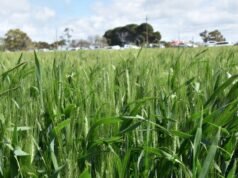 L’avvio a secco significa che gli agricoltori rafforzano la protezione dal marciume della corona attraverso il trattamento delle sementi