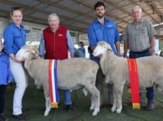 “Lana lucente, crespa, ricca” ottiene il consenso dei giudici in autunno tosato