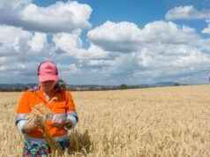 La complessa rete di energia, clima e conflitti che determinano i prezzi globali dei cereali