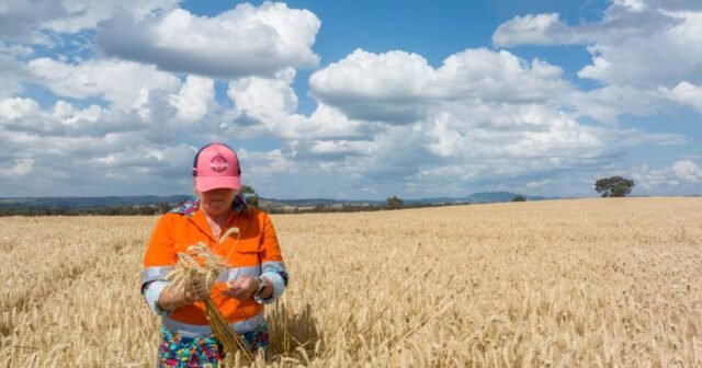 La complessa rete di energia, clima e conflitti che determinano i prezzi globali dei cereali