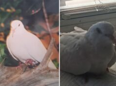 La più antica colomba vivente che ha raddoppiato la sua aspettativa di vita è l’animale domestico dell’uomo del Missouri