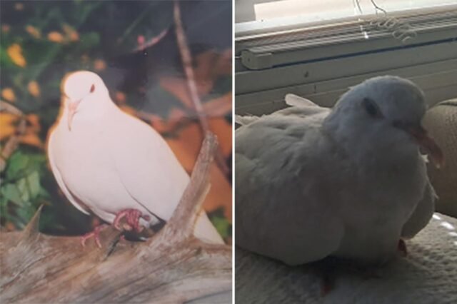 sugar-44-year-old-dove-124996195.jpg