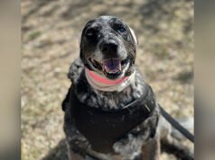 Cane mezzo cieco si guadagna il soprannome di “Ammazzaorsi” per aver protetto la famiglia