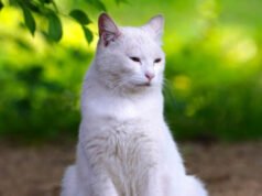 Il gatto della California smarrito per sette anni si è riunito alla famiglia in Florida