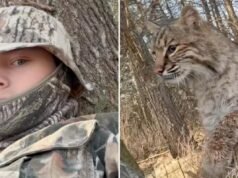Adolescente del Wisconsin sbranato da una lince rossa durante la caccia al tacchino in un terrificante video virale