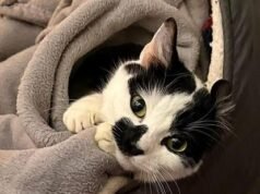 Izzy, il gatto abbandonato, viene salvato dopo essere rimasto intrappolato tra una caldaia e un muro per 12 giorni