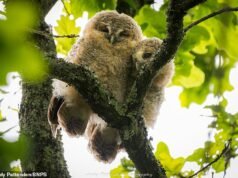 Non gliene frega niente! Avvistati gufi rannicchiati su un albero mentre la madre va a caccia di cibo