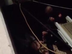 Momento I Buoni Samaritani salvano un turista britannico dall’annegamento nel famoso porto turistico spagnolo di Puerto Banus