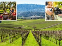 Il rivale della Napa Valley incombe su Wine Country mentre cifre scioccanti lasciano i sommelier in vita
