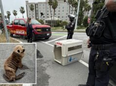 Un adorabile cucciolo di leone marino salvato vicino all’autostrada della Bay Area da un poliziotto fuori servizio