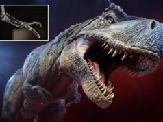 Gli scienziati potrebbero aver finalmente svelato il mistero del perché il T. rex avesse braccia così piccole