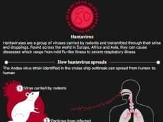 L’Organizzazione Mondiale della Sanità conferma cinque casi di hantavirus dopo l’epidemia sulle navi da crociera e avverte che altri potrebbero essere infetti – aggiornamenti in tempo reale