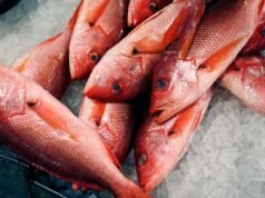 Trump espande la pesca del dentice rosso mentre i critici avvertono della pesca eccessiva
