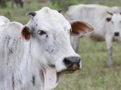 Eid al-Adha non è solo un rituale, molte persone stanno appena realizzando il suo vero significato