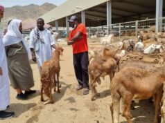 La carne della diga dei pellegrini indonesiani dell’Hajj sarà distribuita ai palestinesi