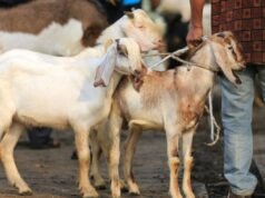 30 Paesi diventano obiettivi, la carne sacrificale dall’Indonesia verrà inviata a Gaza e in Africa