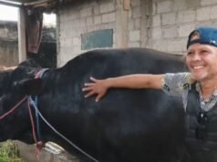Aspetto della mucca sacrificale di Prabowo da Tangerang, del peso di 1,15 tonnellate