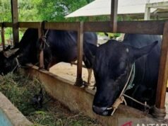 Il segretario di gabinetto Teddy acquista 35 mucche sacrificali dagli agricoltori Boyolali, dimensione media 1 tonnellata