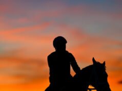 Cavallo muore dopo aver tagliato il traguardo nella sua prima gara in carriera