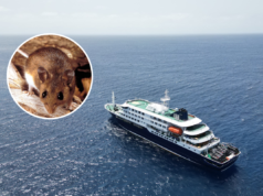 Spiegazione dell’Hantavirus: cosa sapere quando l’OMS sospetta la diffusione da uomo a uomo