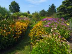L’almanacco del vecchio contadino fornisce consigli ai giardinieri in vista dell’estate secca