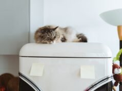 Perché il tuo gatto dorme in posti insoliti e cosa dice di loro