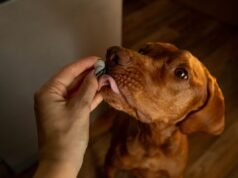 I veterinari rivelano le sei cose da cercare nei probiotici per cani