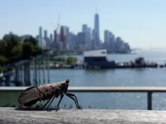 Le specie invasive si stanno già diffondendo in tutta l’America nel 2026