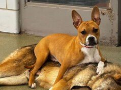 Una famiglia adotta due cani inseparabili salvati dalla ferrovia