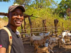 La diaspora dello Zimbabwe rimodella le tendenze degli investimenti immobiliari e agricoli