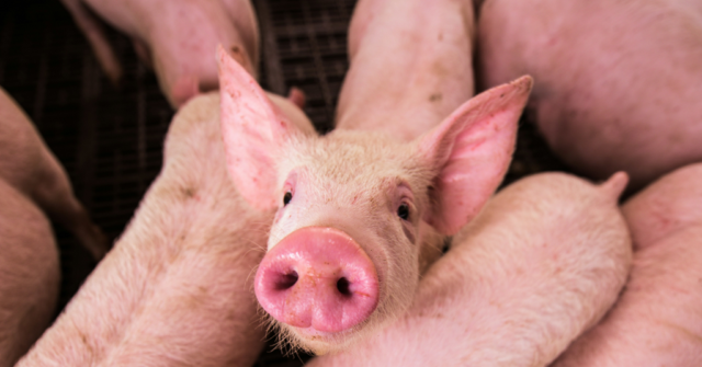 Piggy-640x335.png