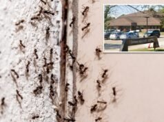 L’ospedale canadese infestato dalle formiche sospende gli interventi chirurgici dopo l’invasione di insetti