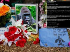 La Casa Bianca commemora il “vero patriota” Harambe in quello che sarebbe stato il 27esimo compleanno del gorilla in un post bizzarro: “Riposa facilmente”