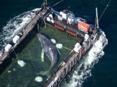 Timmy, la megattera, fugge nel Mare del Nord