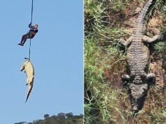 La polizia sudafricana trasporta in aereo un enorme coccodrillo sospettato di aver mangiato un locale scomparso