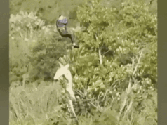 Coccodrillo dal ventre grande trasportato in aereo per risolvere il mistero dell’uomo scomparso