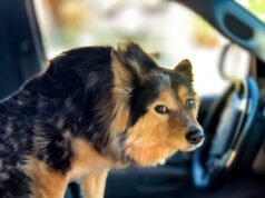 Donna ferita dopo che un cane ha sparato accidentalmente con un fucile contro un minimarket