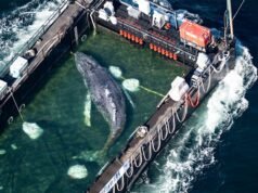 Timmy, la megattera, liberata nel Mare del Nord dopo essere rimasta bloccata per settimane al largo della Germania