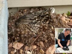 Ecco cosa fare (e cosa non fare) se trovi un animale che nidifica vicino a casa tua questa primavera