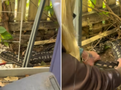 Il cuore spezzato del cacciatore di serpenti dopo che il pitone mangia l’amato animale domestico di famiglia