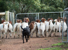 Le esportazioni australiane di carne di capra salgono alle stelle in un anno da record