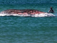 Timmy, la megattera spiaggiata, trovata morta