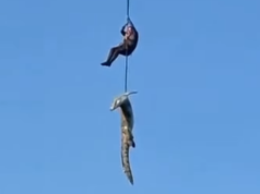 Uno splendido filmato mostra un coccodrillo contenente resti umani trasportati in aereo dal fiume