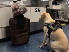 Il cane antidroga si siede accanto alla valigia all’aeroporto di Sydney, scatenando un’importante scoperta