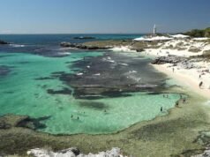 Uomo in condizioni critiche dopo l’attacco di uno squalo sull’isola Rottnest di WA