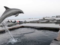 Il segretario alla Difesa americano “non confermerà né negherà” l’uso dei “delfini kamikaze”