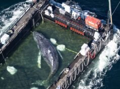 La balena “Timmy” è stata rilasciata nel Mare del Nord dopo essere rimasta bloccata per settimane