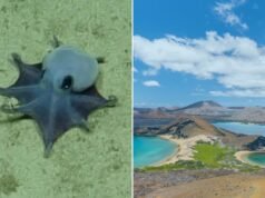 Scoperta una minuscola specie di polpo blu – e gli scienziati pensano che sia adorabile: “Non ho mai visto niente di simile”
